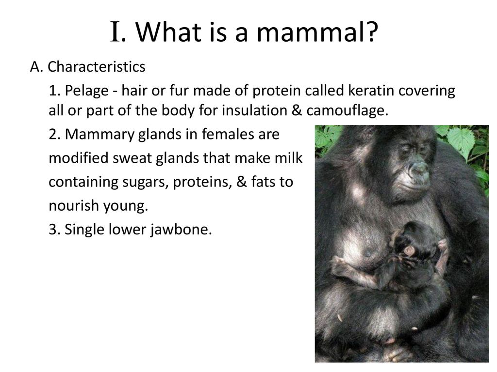 I. What is a mammal