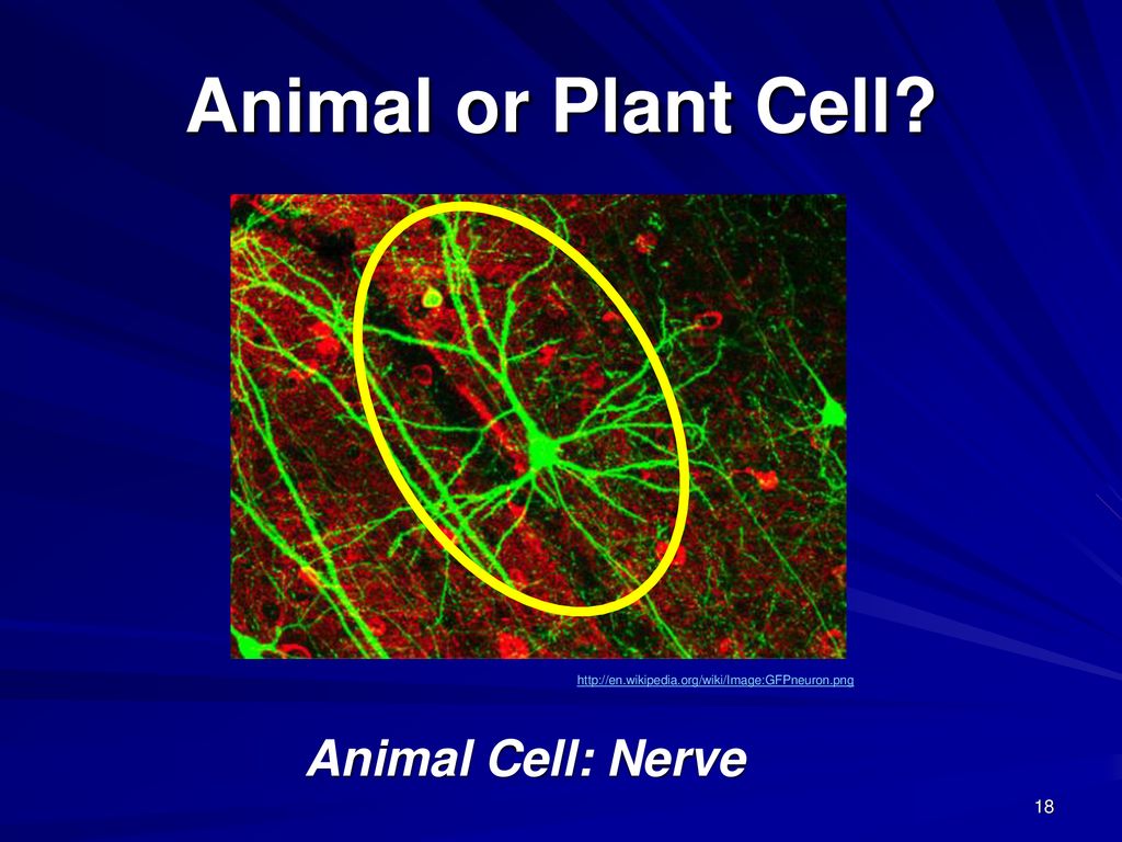 Cells A Characteristic of All Living Things - ppt download
