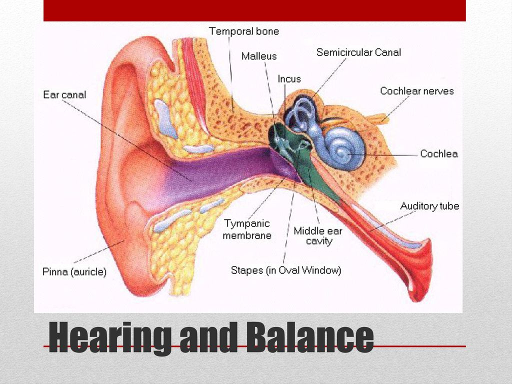 The Human Body Chapters ppt download Biology Diagrams