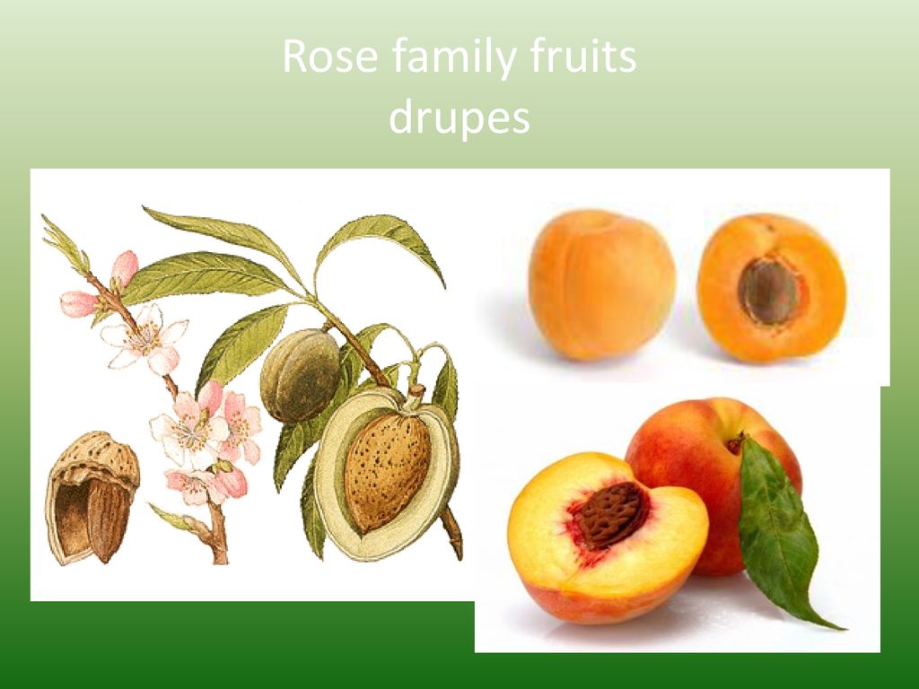 The Rose family--Rosaceae - ppt download