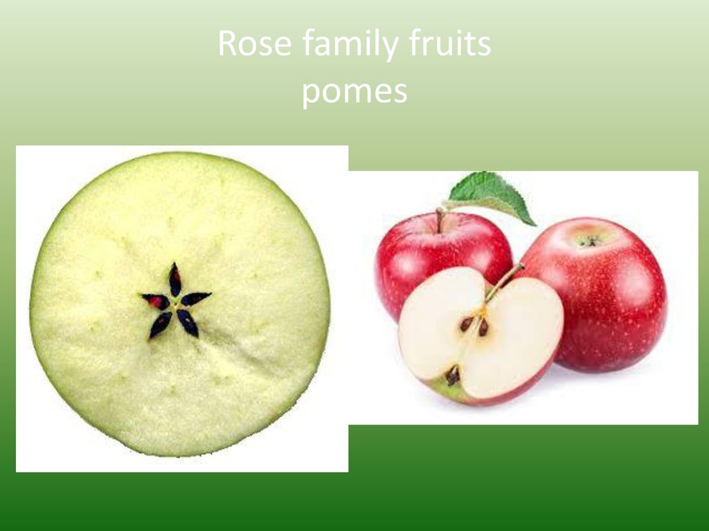 The Rose family--Rosaceae - ppt download