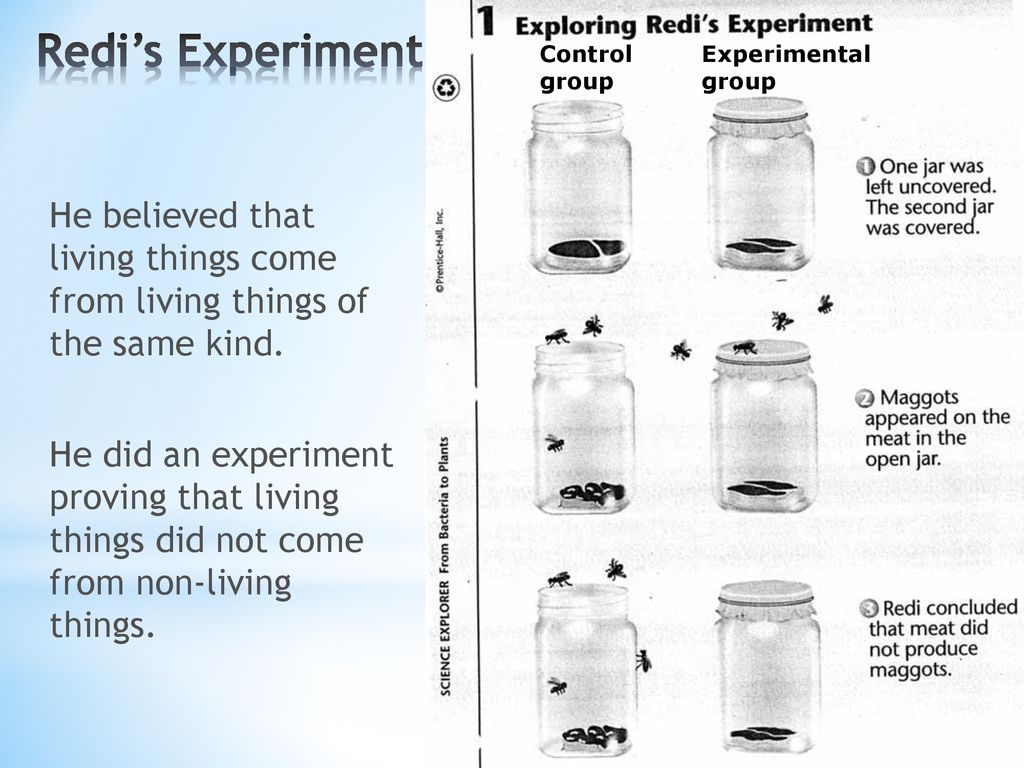 francesco redi experiment