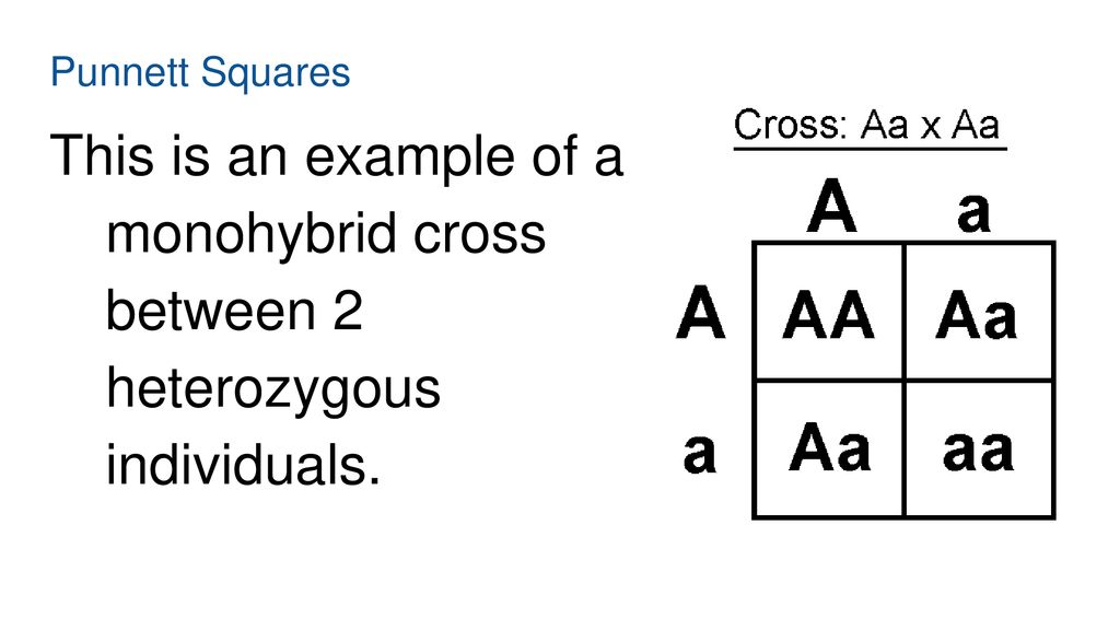 Punnett Square Notes Biology Ms Spinale Ppt Download punnett-square-notes-biology-ms-spinale-ppt-download