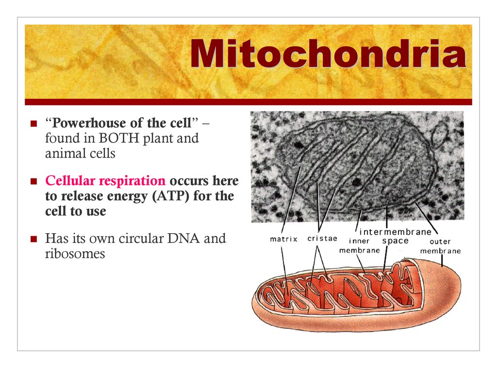 Mitochondria Powerhouse of the cell – found in BOTH plant and animal cells.