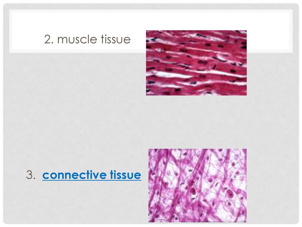 2. muscle tissue 3. connective tissue