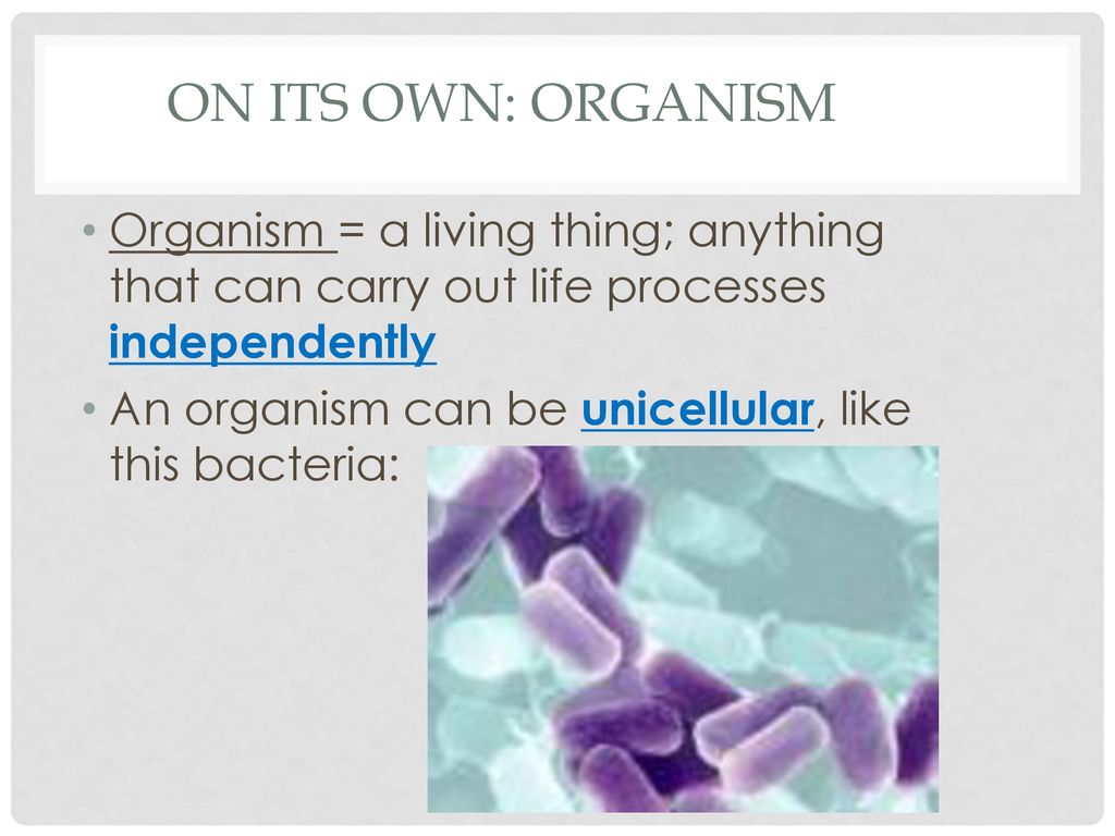 On its own: Organism Organism = a living thing; anything that can carry out life processes independently.