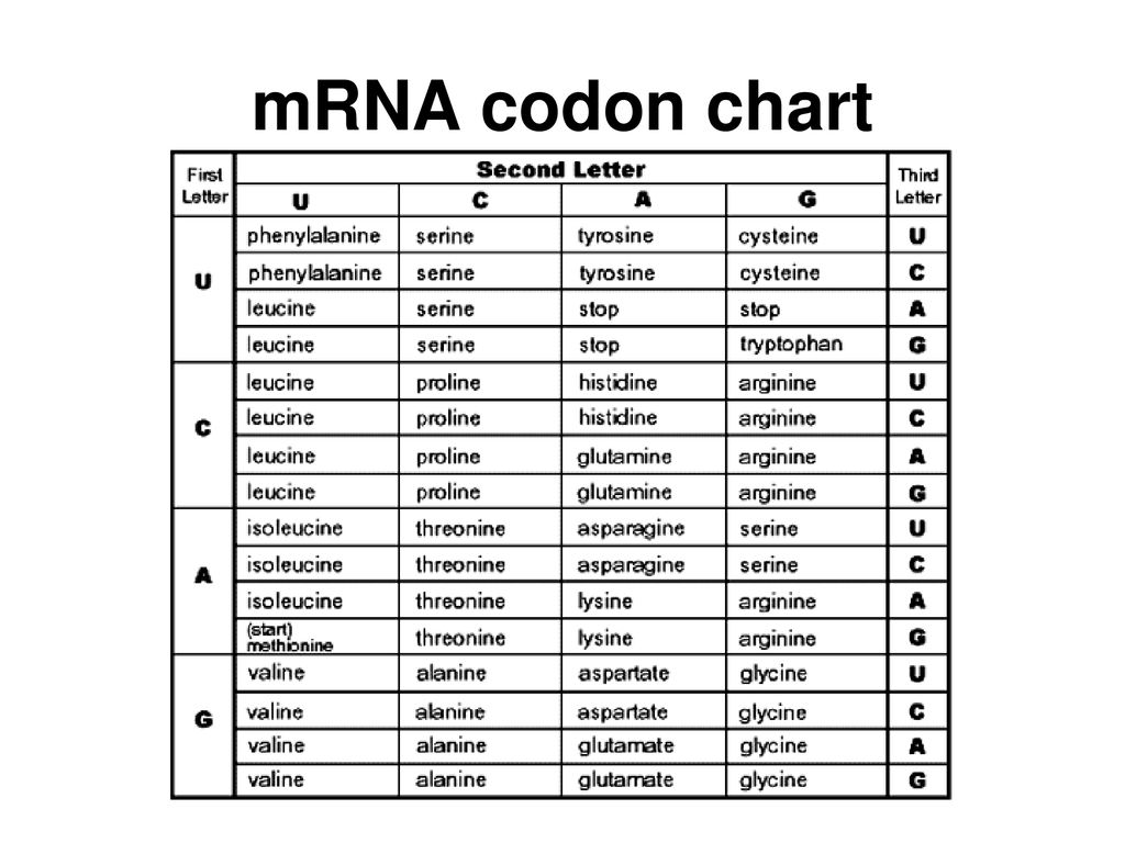 Translation Protein Synthesis Ppt Download