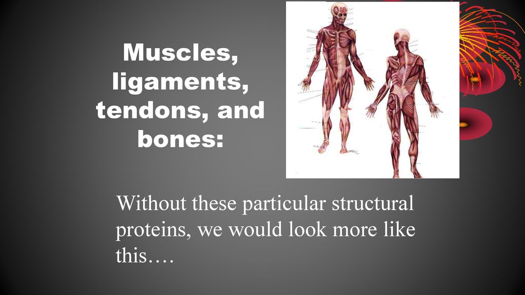 NOW ONTO PROTEINS WHAT DO THEY DO? Biology Diagrams