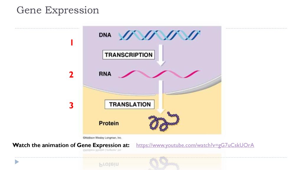 DNA & Gene Expression Transcription & Translation - ppt download