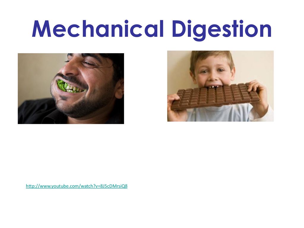 Mechanical Digestion   v=8J5cDMrsiQ8