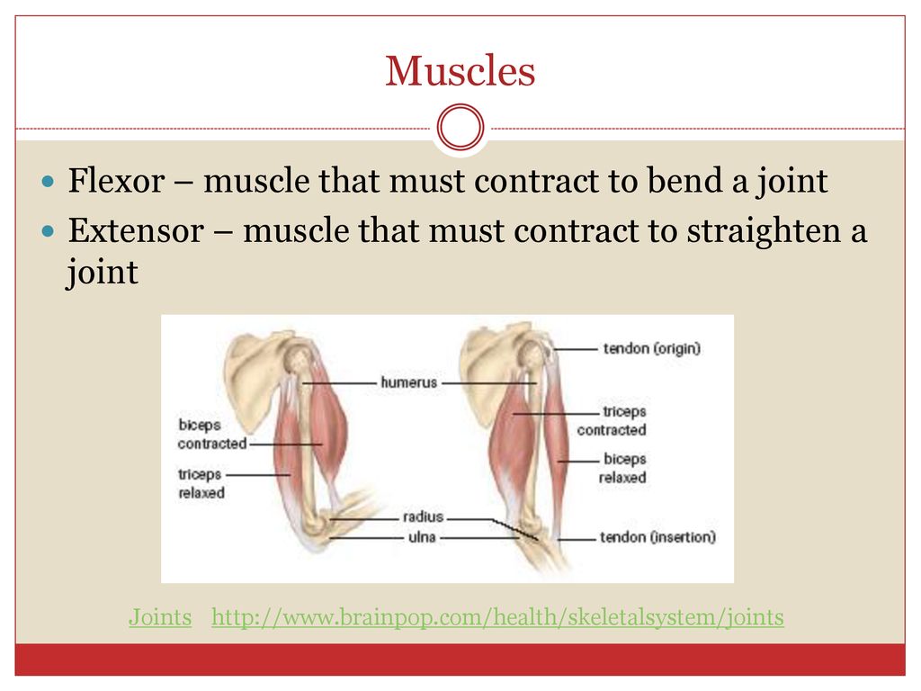 Muscles 9.4 Pgs ppt download Biology Diagrams
