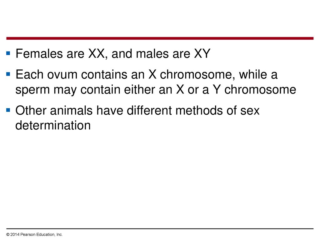 Females are XX, and males are XY