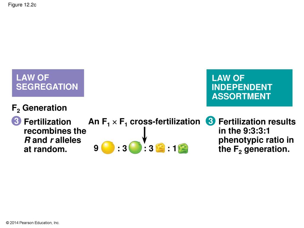 An F1  F1 cross-fertilization 3 Fertilization results in the 9:3:3:1
