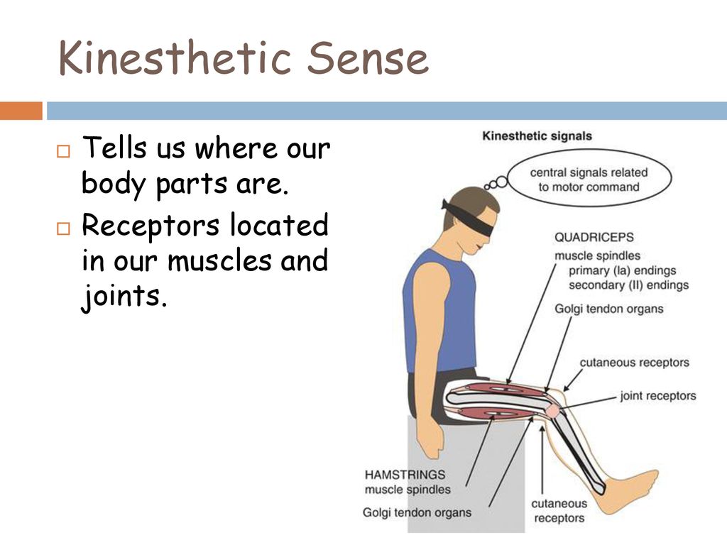 Other Senses Smell Taste Touch. - ppt download