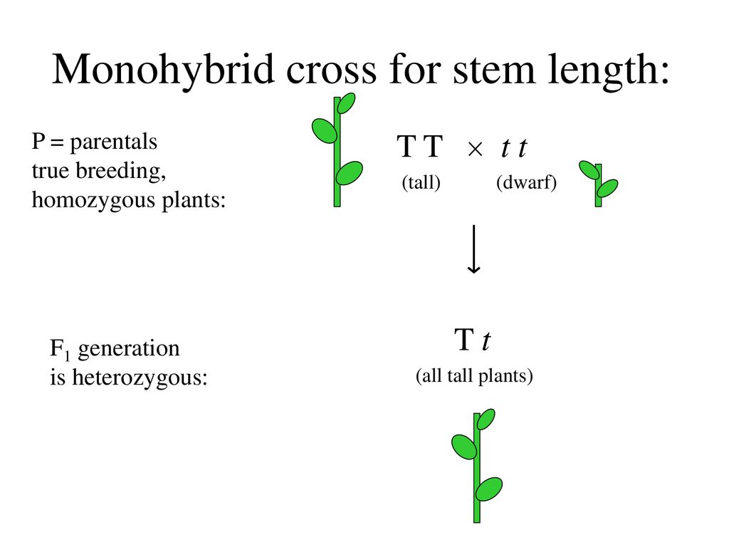 Моногибрид. Monohybrid. Monohybrid Cross. Monohybrid Crossing. Hybridization Plant.