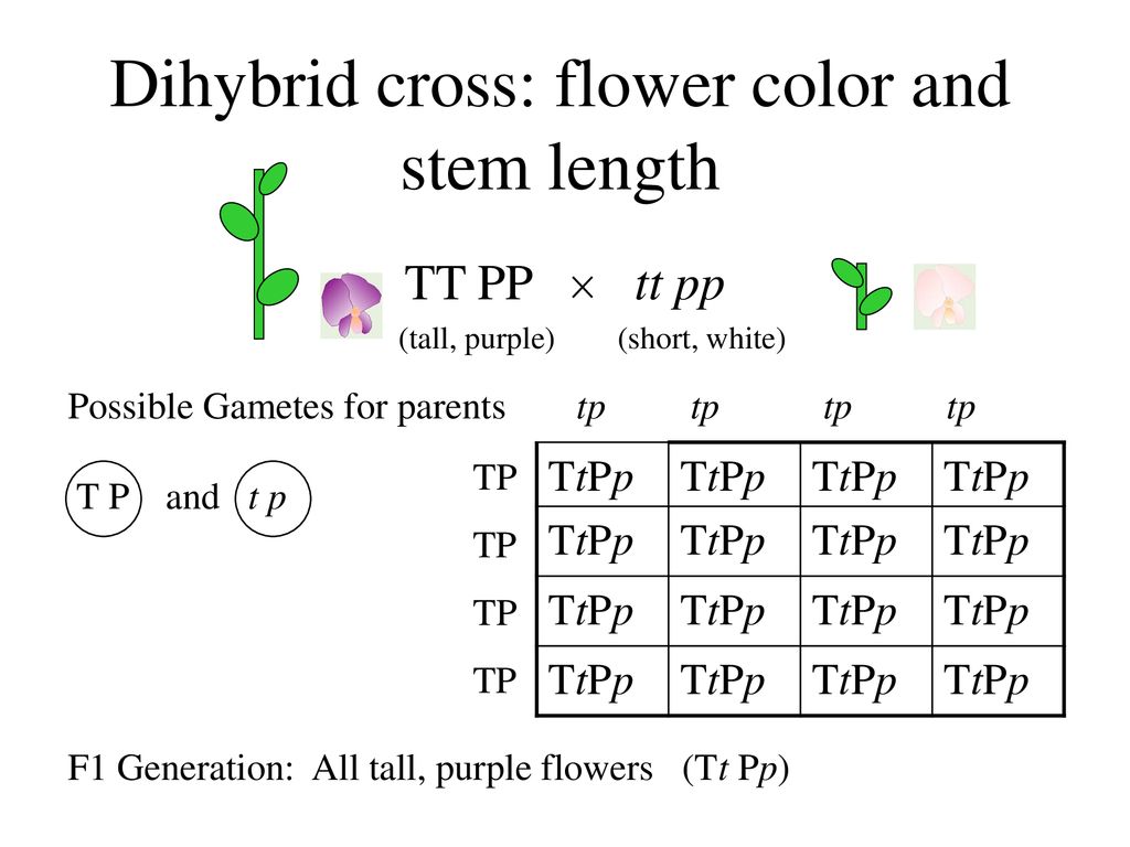 Dihybrid cross: flower color and stem length.