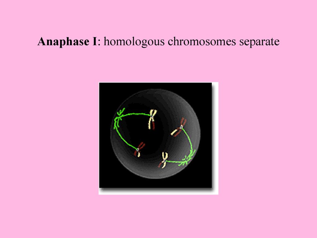 Intro to Meiosis. Biology Diagrams