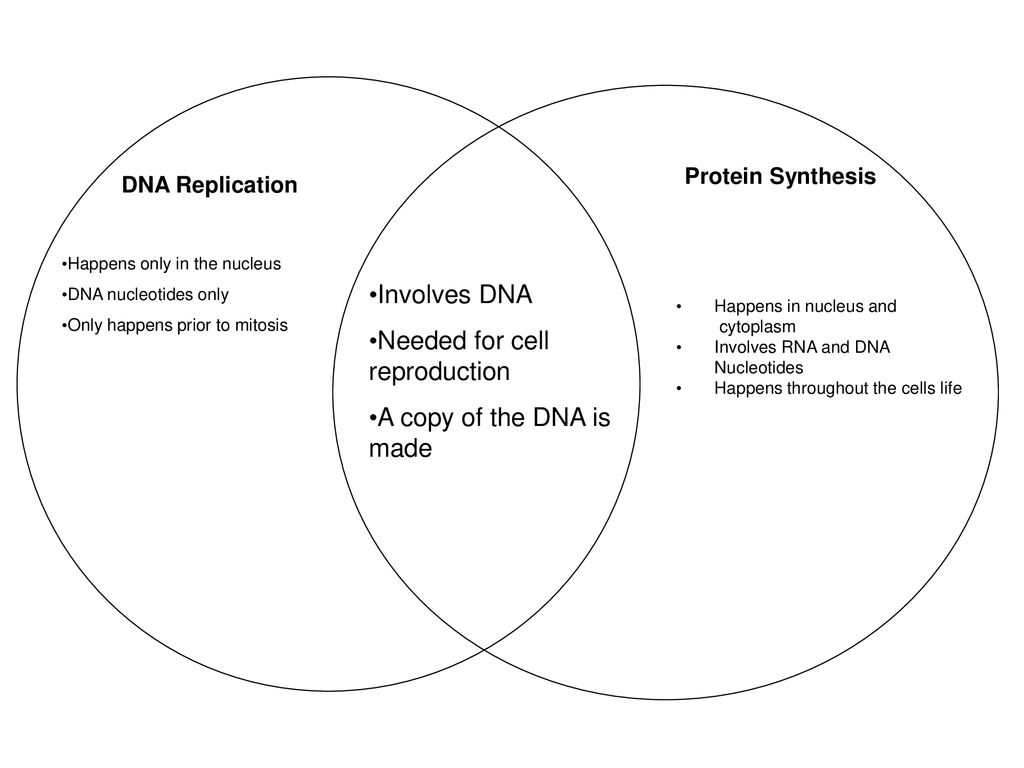dna replication and protein synthesis