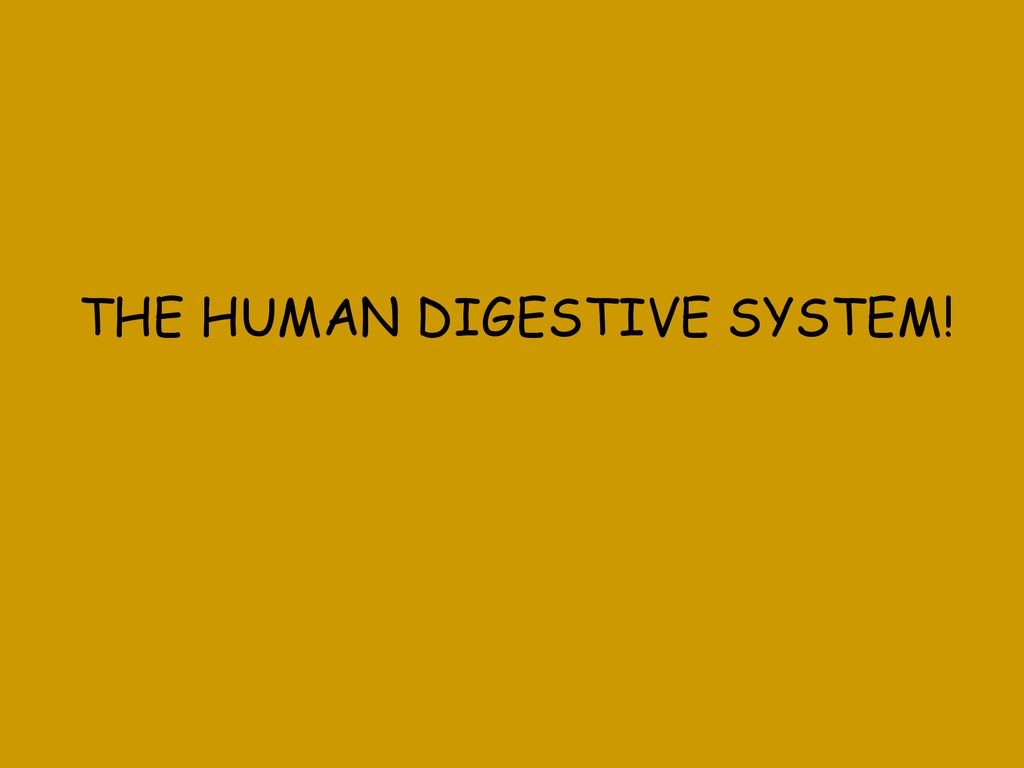 The human digestive system ppt download
