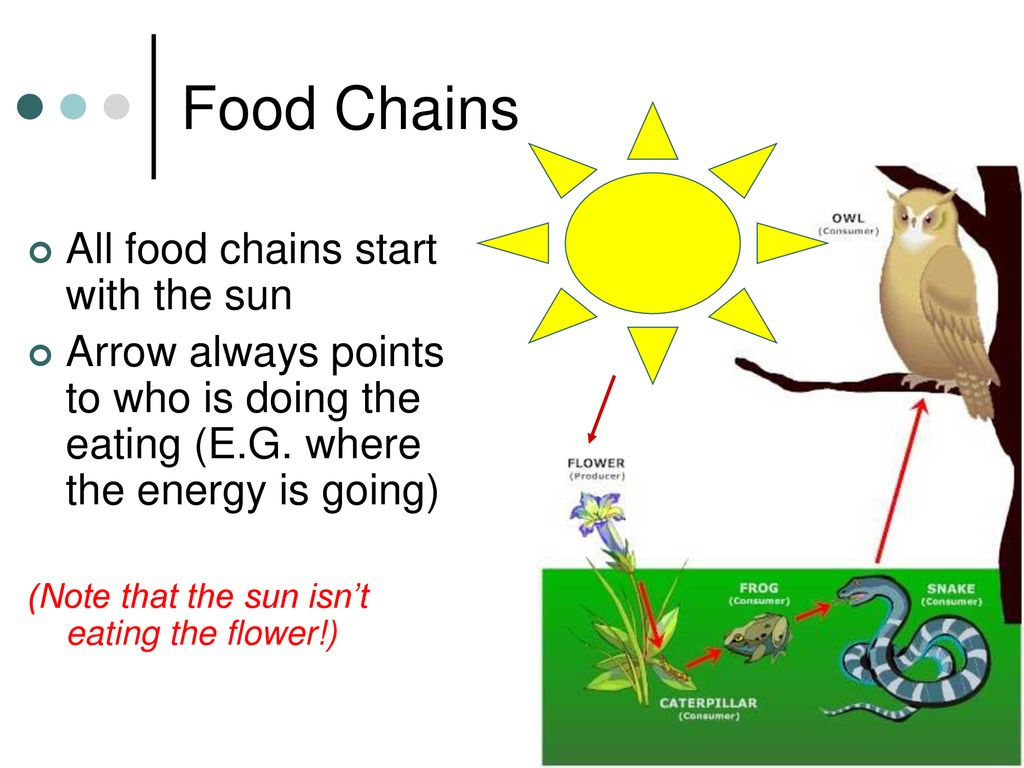 Science 9 Unit 4: Ecology Lesson 3: Food Chains/Web &  Bioaccumulation/Biomagnification. - ppt download