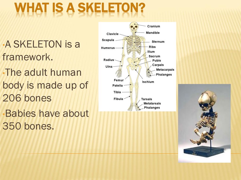 What is a Skeleton?