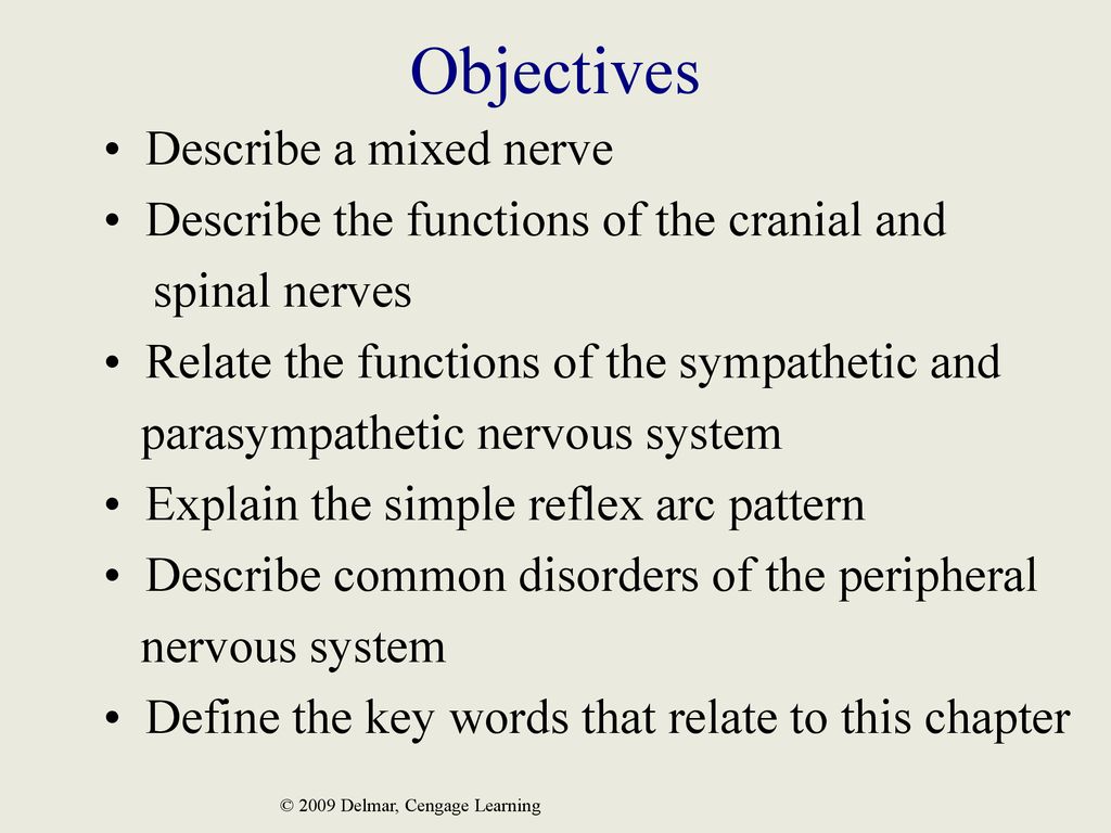 The peripheral and autonomic nervous system ppt download