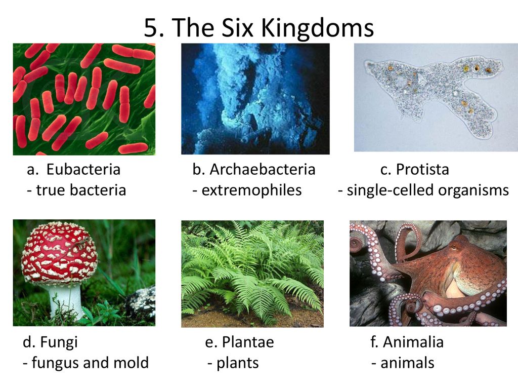 Taxonomy Ppt Download taxonomy-ppt-download