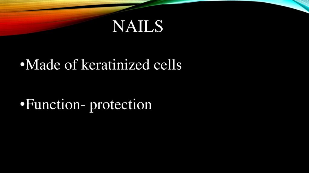 Nails Made of keratinized cells Function- protection