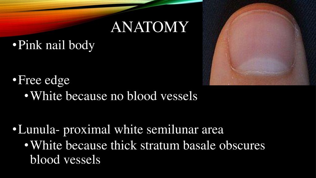Anatomy Pink nail body Free edge White because no blood vessels