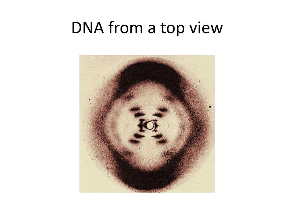 DNA from a top view