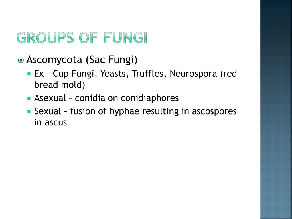 Kingdom Fungi. - ppt download