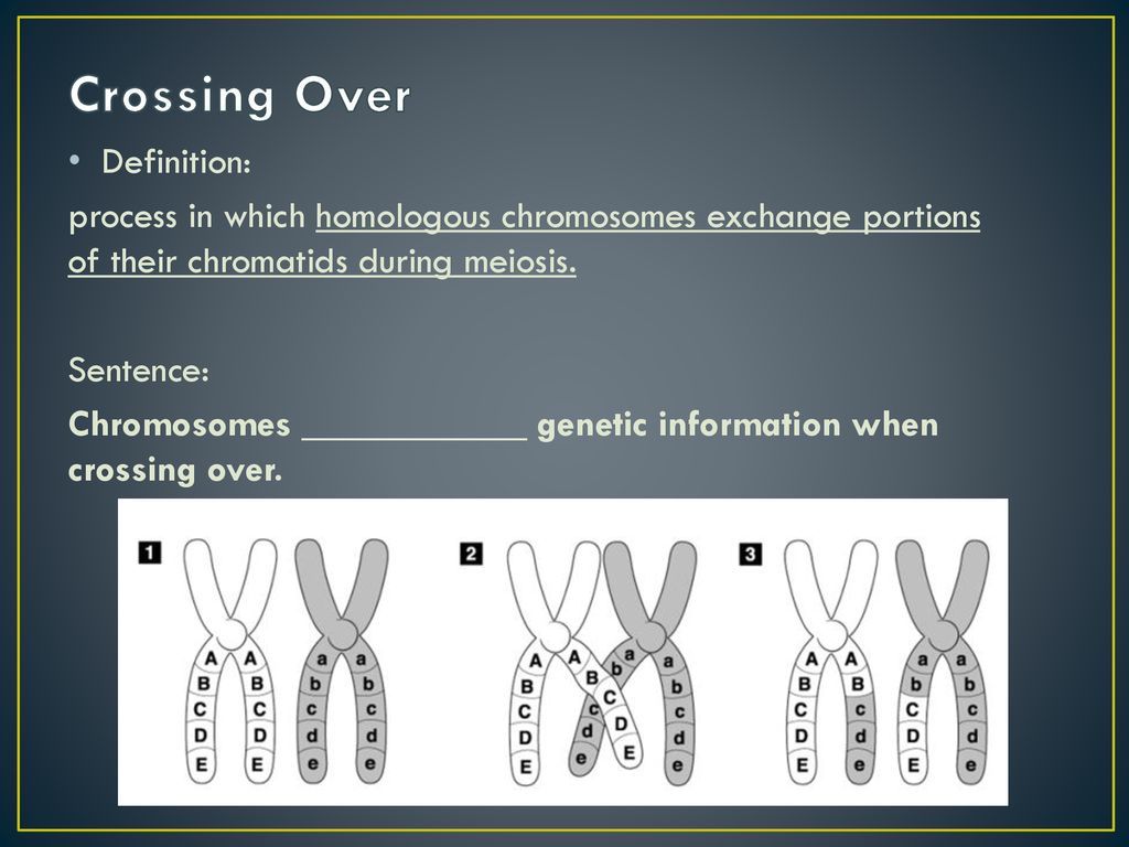 11 4 Meiosis Ms Ioimo Ppt Download 11-4-meiosis-ms-ioimo-ppt-download