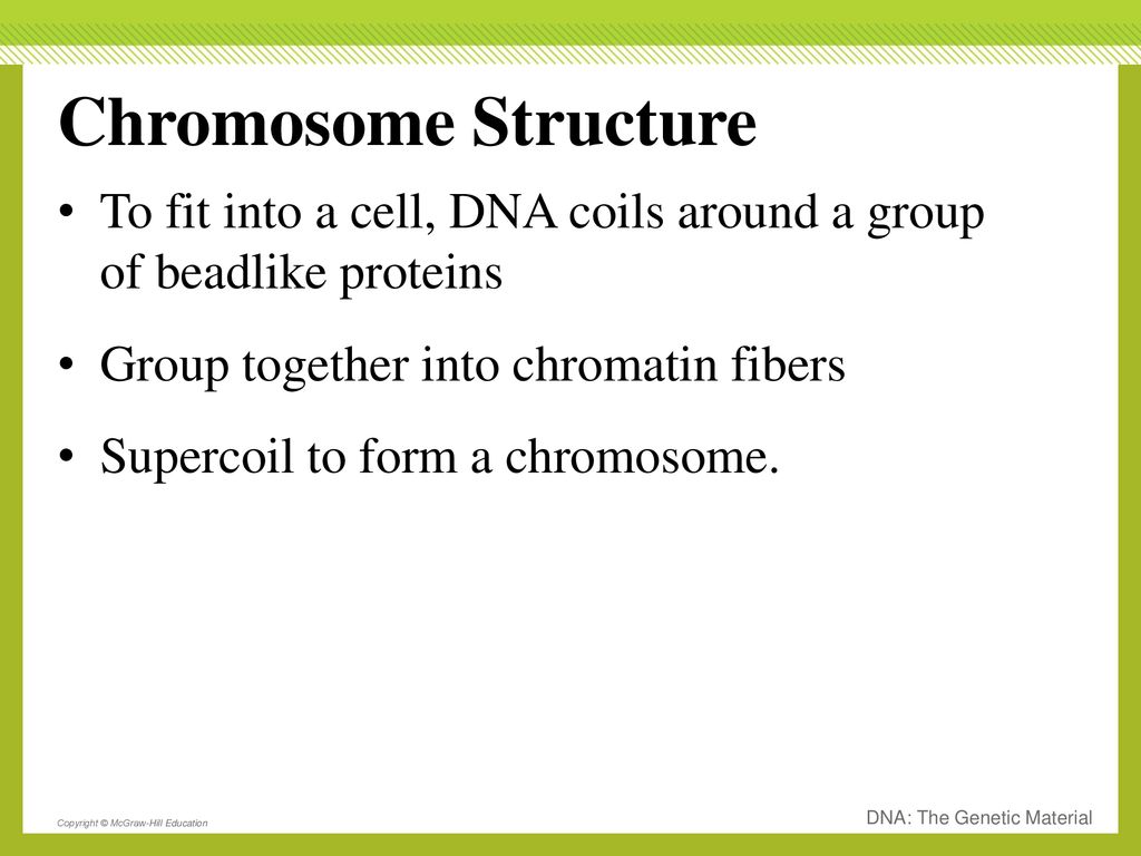 Chromosome Structure To fit into a cell, DNA coils around a group of beadlike proteins. Group together into chromatin fibers.
