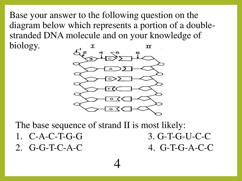 Base your answer to the following question on the diagram below which represents a portion of a double-stranded DNA molecule and on your knowledge of biology.