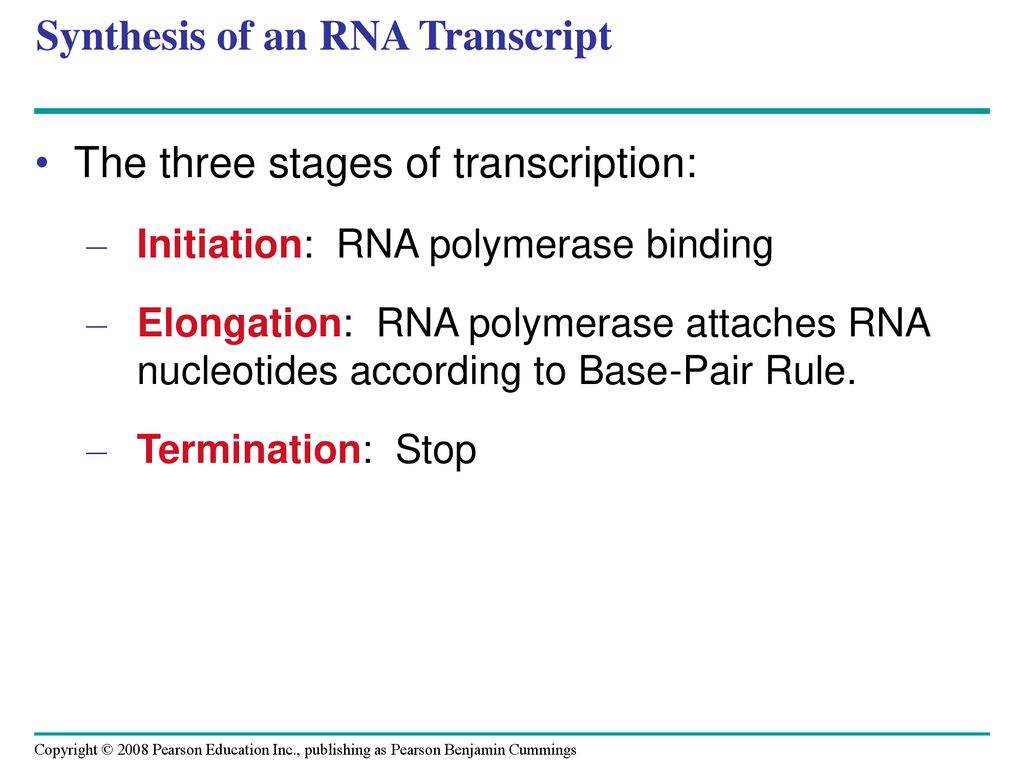 Synthesis of an RNA Transcript