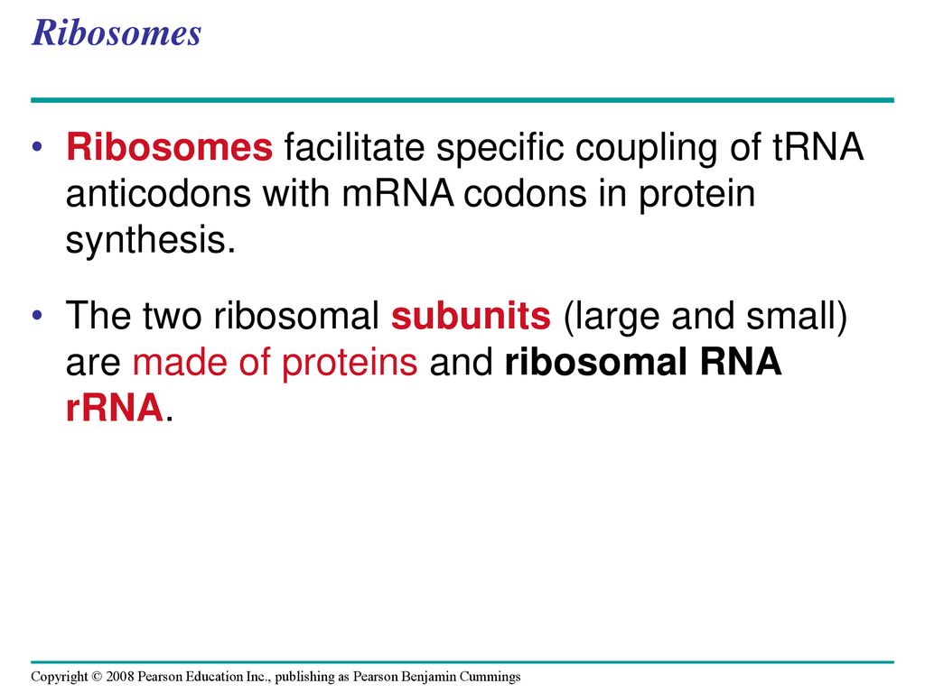 Ribosomes Ribosomes facilitate specific coupling of tRNA anticodons with mRNA codons in protein synthesis.