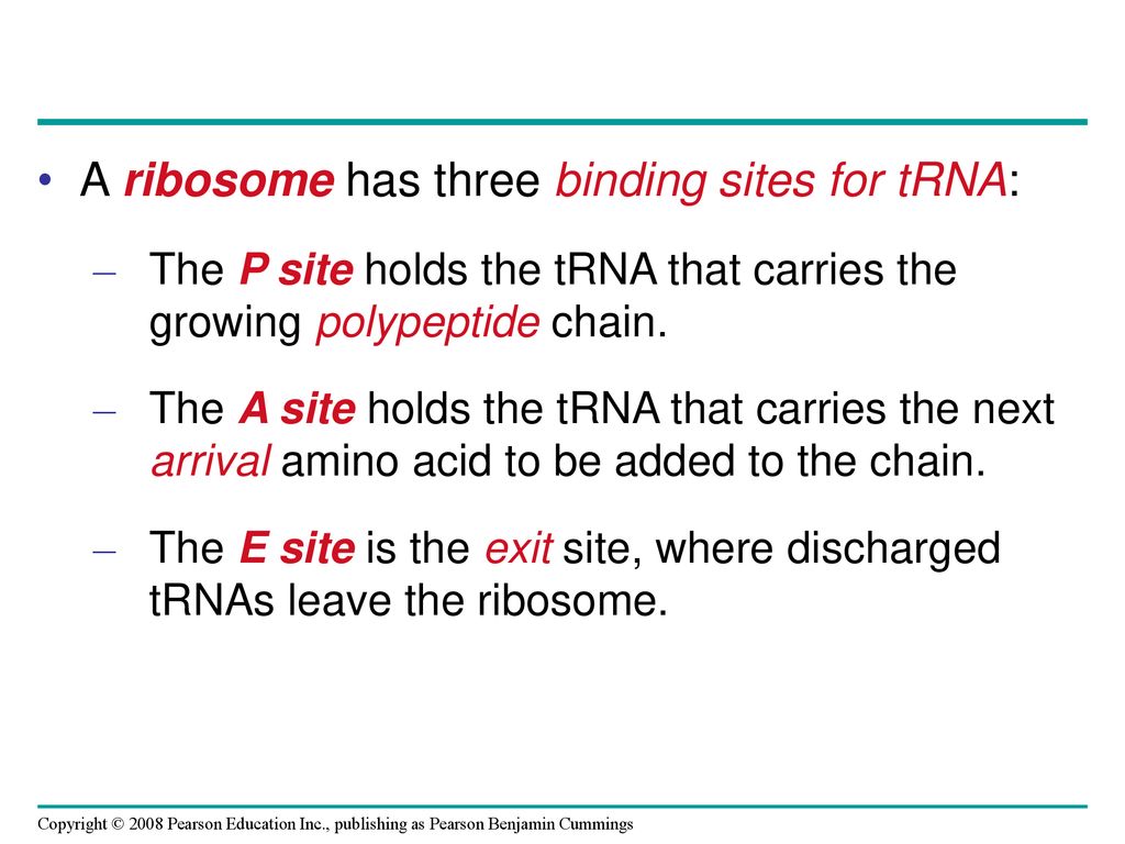 A ribosome has three binding sites for tRNA: