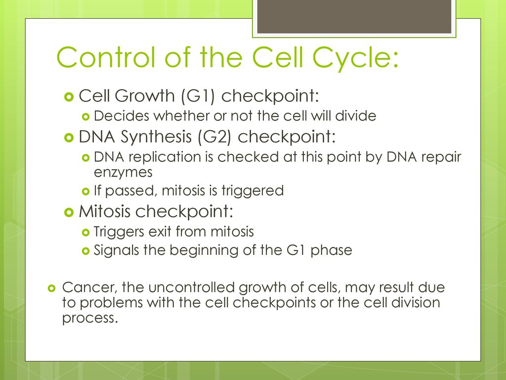 Cell Cycle Mitosis Biology Diagrams