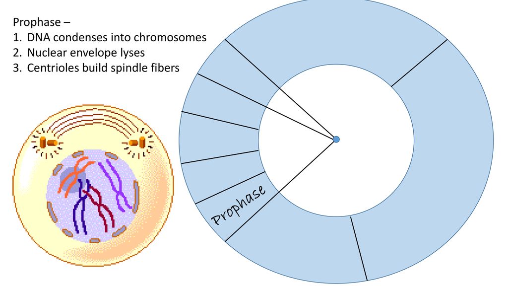 Main Concepts Cell Cycle Biology Diagrams