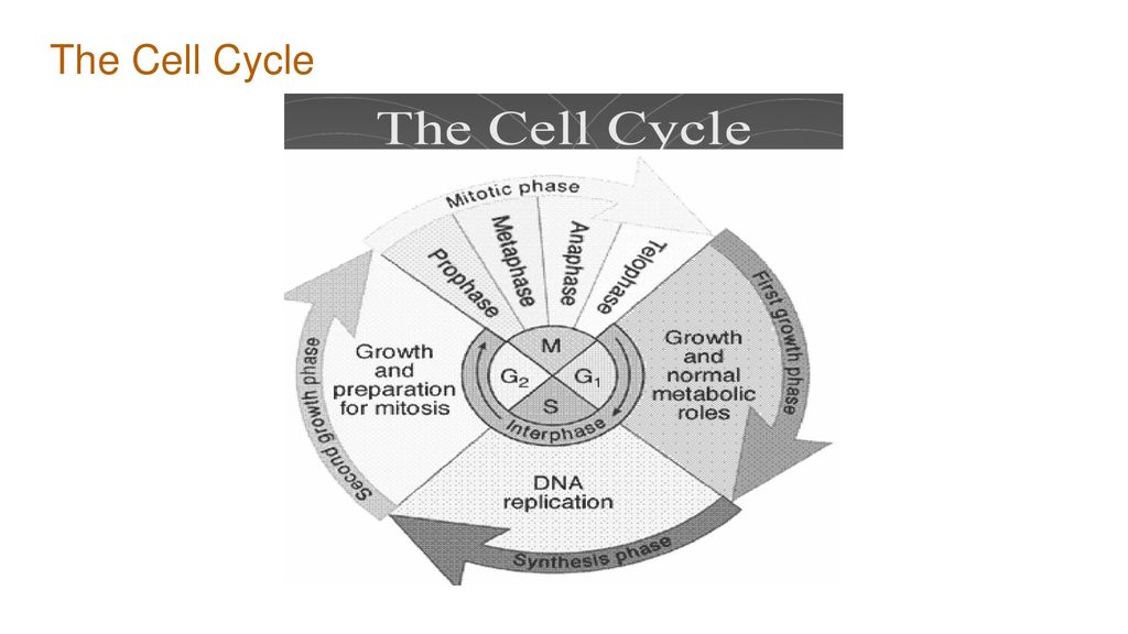 Cell Cycle and Mitosis Notes Biology Diagrams