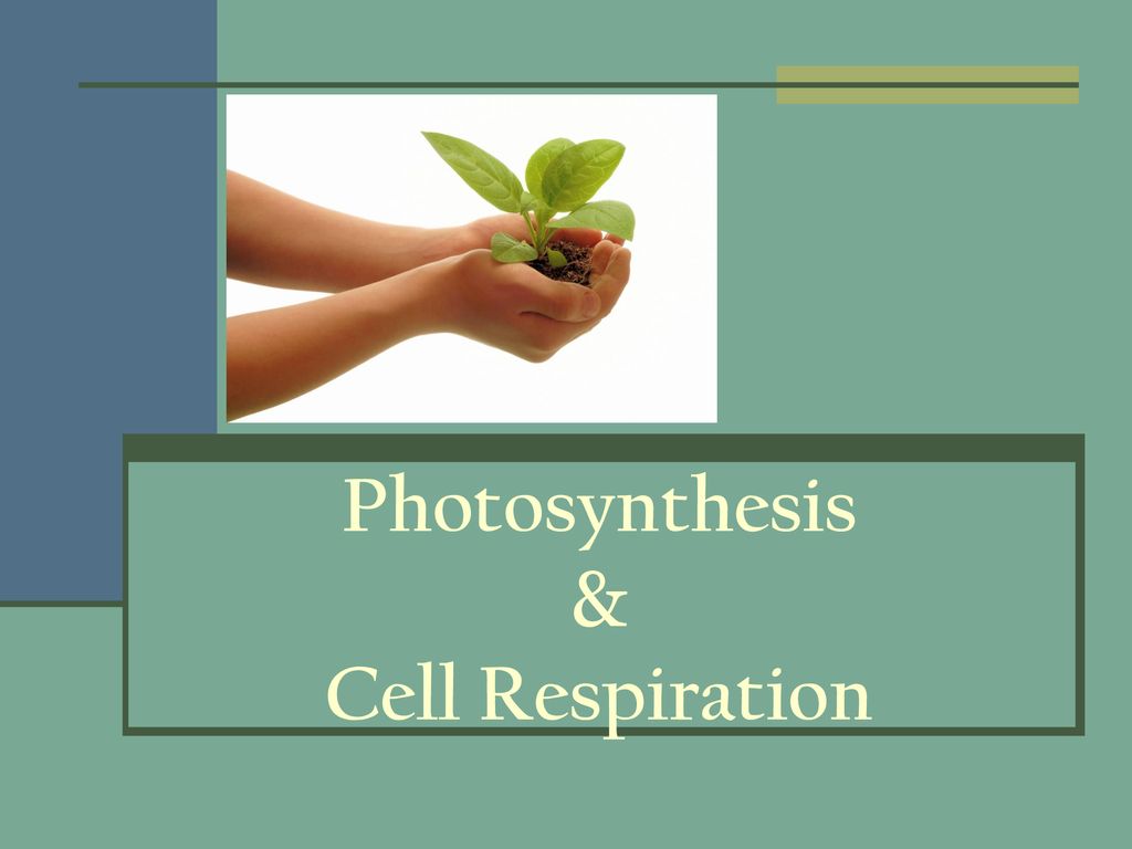 Photosynthesis & Cell Respiration - ppt download