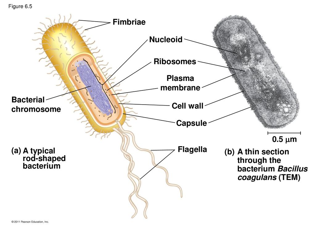 Chapter 6 A Tour of the Cell. - ppt download