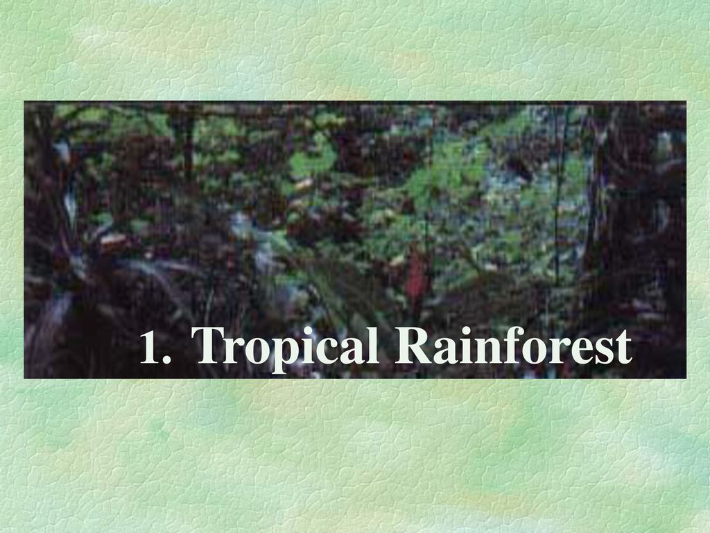 Tropical Rainforest 1.