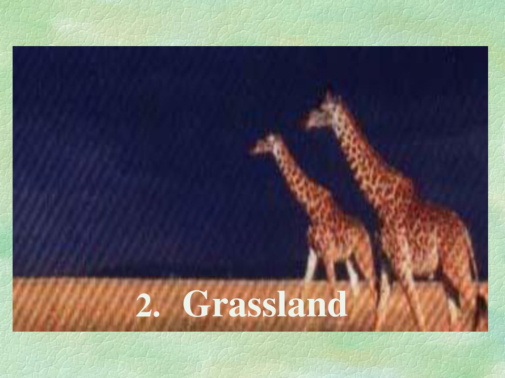 Grassland 2.