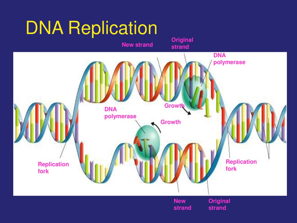 DNA Replication Hydrogen bonds Nucleotide Sugar-phosphate backbone Key ...