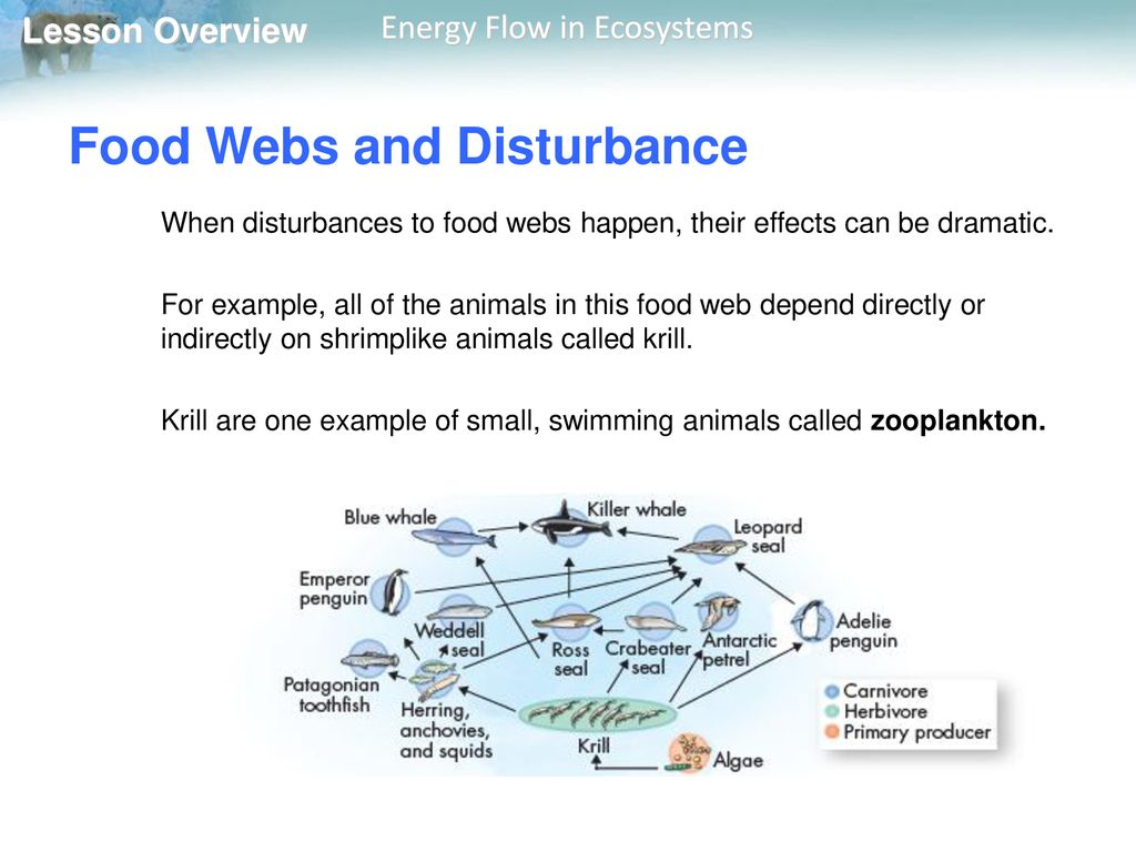 Food Webs and Disturbance