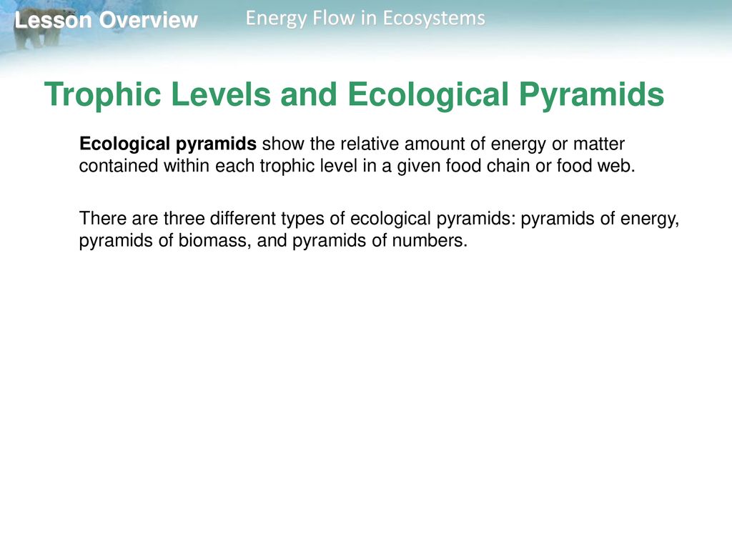 Trophic Levels and Ecological Pyramids