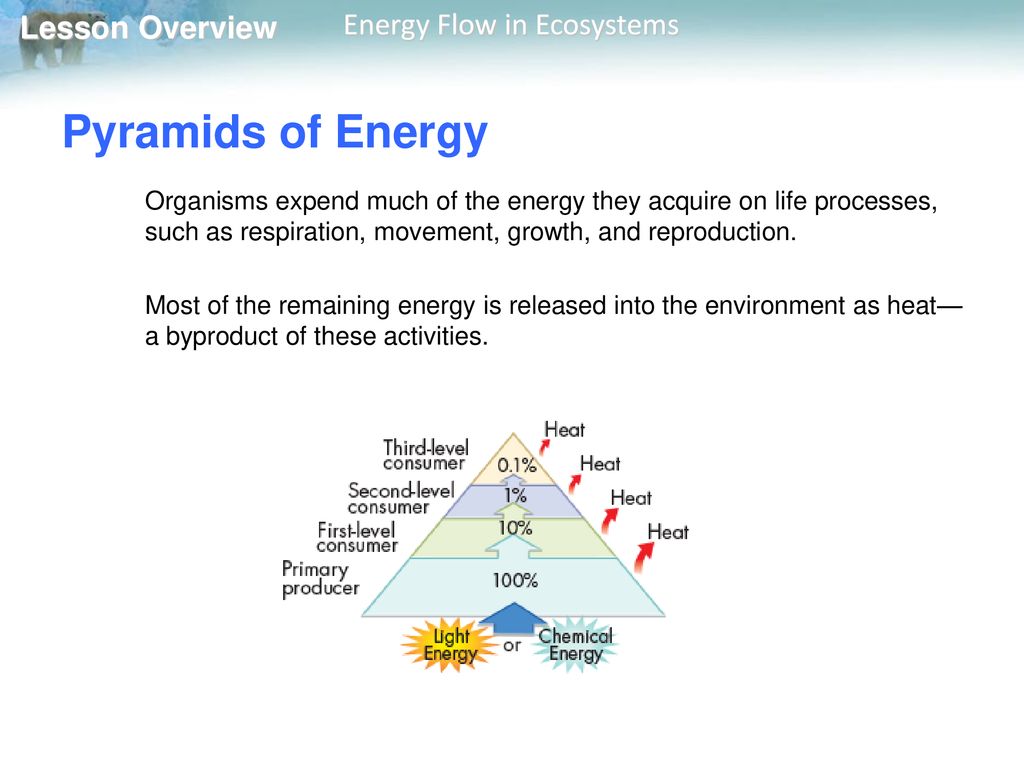 Pyramids of Energy Organisms expend much of the energy they acquire on life processes, such as respiration, movement, growth, and reproduction.