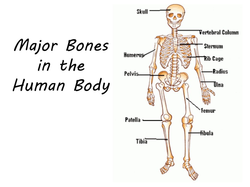 Skeletal System Ppt Download