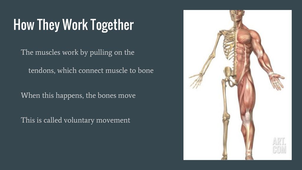 How They Work Together The muscles work by pulling on the tendons, which connect muscle to bone. When this happens, the bones move.